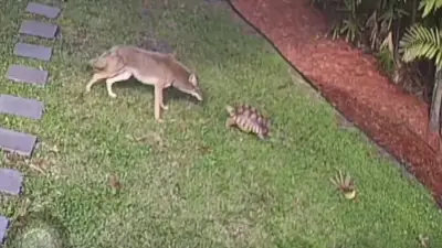 Coyote spotted roaming Miami Springs is dead, police say