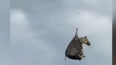 A runaway pet zebra has been captured in Tennessee