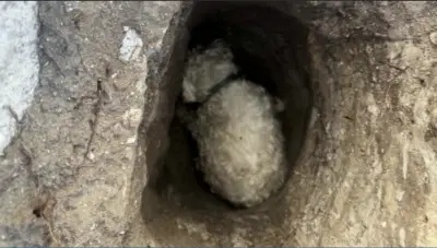 Trapped elderly dog found by good Samaritan after wandering from Florida home