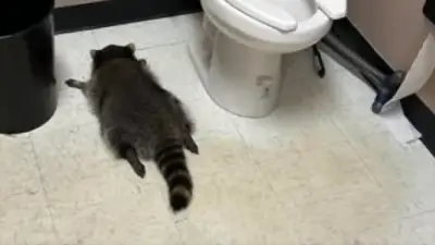 Black Friday bender: Raccoon found passed out in bathroom after raiding Virginia liquor store