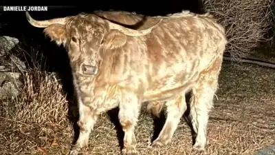 Chester the Scottish Highland steer has been on the loose in Uxbridge for months
