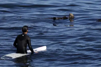 A rogue Santa Cruz otter is terrorizing surfers: the redux