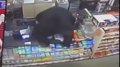 Video shows black bear chasing boy into Family Dollar in Pennsylvania