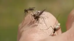 Florida State Rep. Eskamani raises concerns about disease-carrying mosquitoes at ‘Alligator Alcatraz’