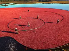 Worker, 71, dies in Cape cranberry bog accident