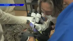 Crocodile recovering, undergoes X-ray at Zoo Miami after being found with spear lodged in head in Key Largo