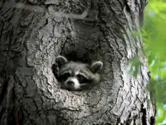 Watertown officials warn about rogue raccoon that rushed resident