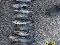 R.I. officials nab alleged undersized fish poachers from Mass.