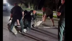 14-foot alligator found resting on doorstep of Sarasota County home relocated to gator farm