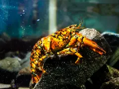 Seasonally appropriate 1-in-30 million orange-and-black lobster caught by Gloucester fisherman