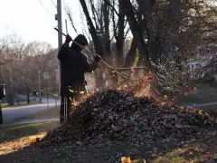 Ask the gardener: Your questions about ‘Leaving the Leaves’ answered