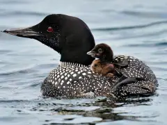 More loons are filling Maine’s lakes with their ghost-like calls