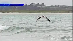 Frankie the flamingo spotted on French beach after escaping from UK sanctuary