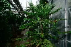 CU Boulder greenhouse acquires rare ‘dinosaur tree’ that dates back 91 million years