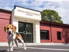 Boston animal shelter receives $2M donation for facility construction