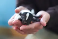 More than a dozen ‘stinking cute’ baby skunks born at Colorado zoo