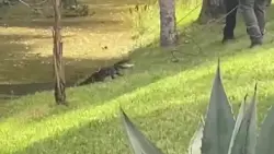 ‘I fought an alligator and won’: Florida woman punches, fends off gator that dragged puppy into creek