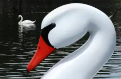 'Destructive' swans in the crosshairs as California allows hunting