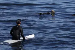 A rogue Santa Cruz otter is terrorizing surfers: the redux