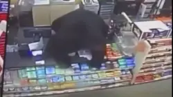 Video shows black bear chasing boy into Family Dollar in Pennsylvania