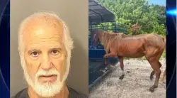 Boca Raton man arrested after deputies find malnourished, injured horses in ‘deplorable’ conditions, authorities say
