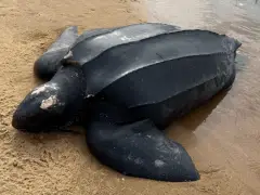 700-pound sea turtle washes up dead on Martha’s Vineyard