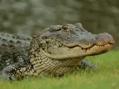 Martha’s Vineyard residents speculate after alligator carcass found at nature reserve