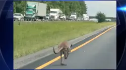 Runaway kangaroo temporarily shuts down highway in Alabama